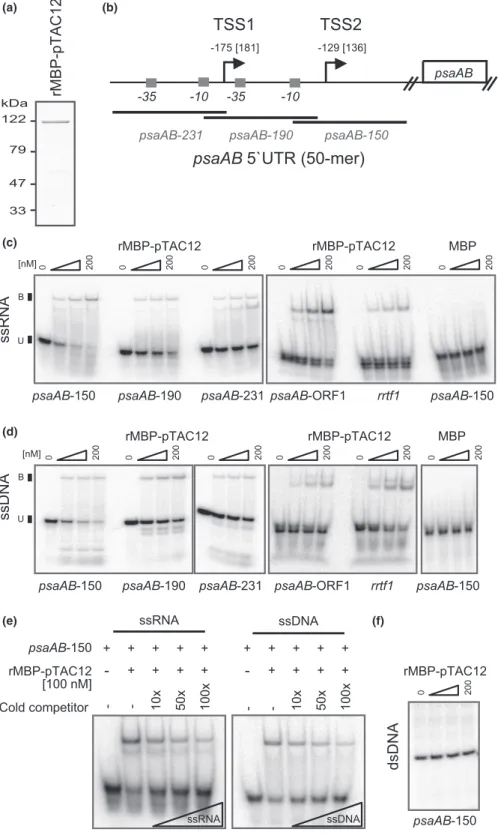 Fig. 6 Nucleic acid binding activities of maize ZmpTAC12. (a) Purified recombinant rMBP-pTAC12 after elution from amylose resin