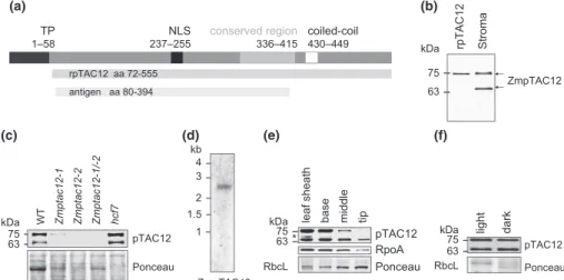 Fig. 1 Schematic protein structure and expression of maize ZmpTAC12 RNA and protein. (a) Predicted protein structure illustrating conserved region and domains