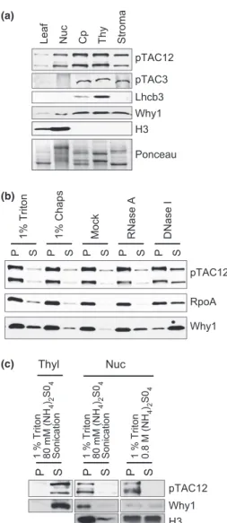 Fig. 2 Dual localization of ZmpTAC12 to the plastids and the nucleus in maize. (a) Subcellular localization of ZmpTAC12