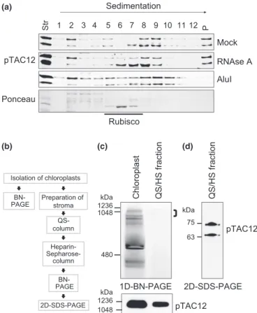 Fig. 3 Both ZmpTAC12 isoforms are components of the PEP-complex. (a) Sucrose-gradient sedimentation demonstrating that ZmpTAC12 is associated in high molecular weight complexes containing nucleic acids.