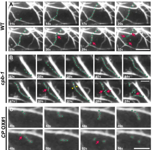 FiguRE 7:  Changes in CP levels alter the dynamic behavior of single actin filaments in  hypocotyl epidermal cells