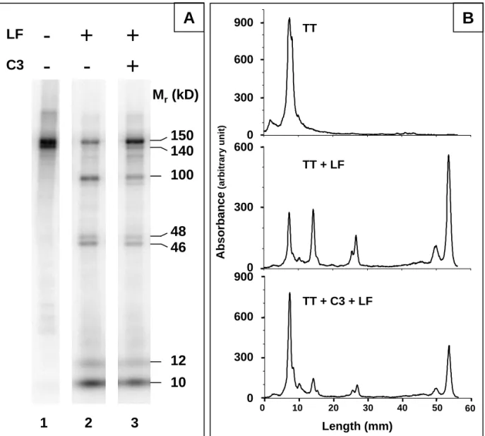 Figure 1Mr(kD)LFC3-+++A15014010048461210 TT + LF Length (mm)Absorbance(arbitraryunit)123 B10-20-30-40-50- 60-TT + C3 + LFTT090060030030090006003006000-0-
