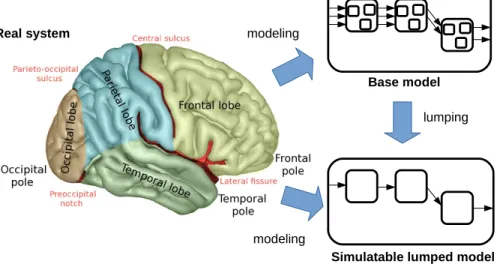 Figure 1: Modeling of the brain regions and model lumping for simulatability. Free picture of the brain lobes from Wikipedia.