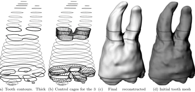 Figure 15: Model of tooth No.8, retrieved from the Aim@Shape shape repository