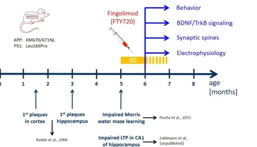 Fig. 1: Time line of treatment  with  fingolimod  (FTY720)  compared  to  development  of  AD-like  pathology  in  the  APP/PS1  mouse  model  used  in the study