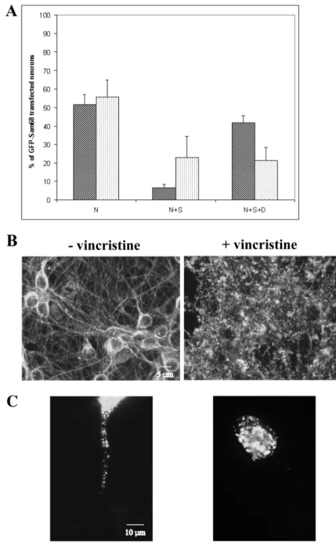 Fig. 5. Dendritic microtubule-dependent transport of Sam68 during depolarization. (A) Effect in percent of a microtubule-disrupting drug vincristine (5 µM) in depolarized neurons
