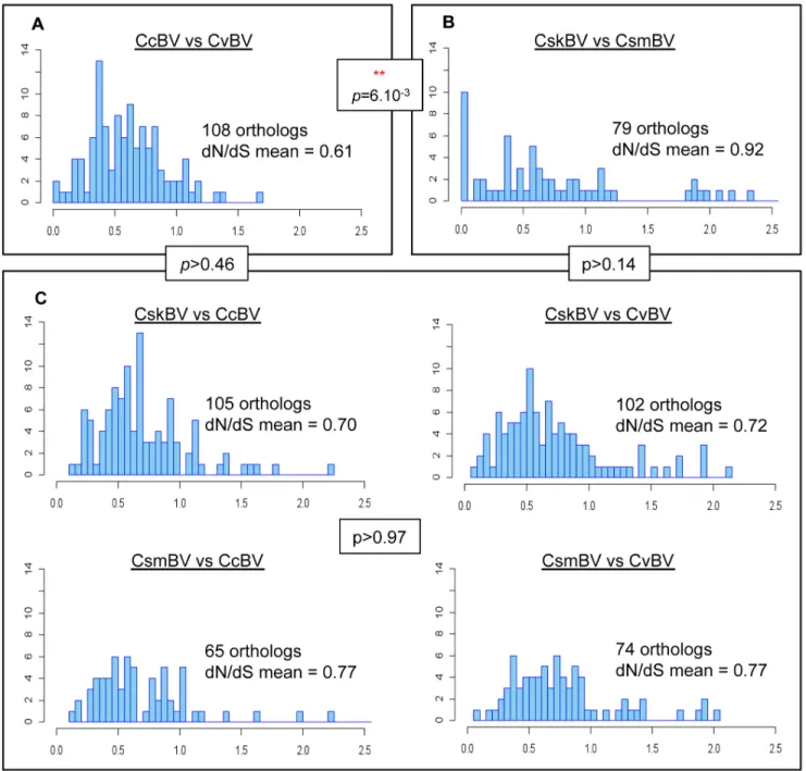 Figure 3. Pairwise dN/dS ratio distribution in Cotesia bracovirus orthologous genes. (A) interspecific comparisons CcBV vs CvBV; (B) Intraspecific comparison CskBV vs CsmBV; due to weak polymorphism of several orthologs identified between CskBV and CsmBV, 