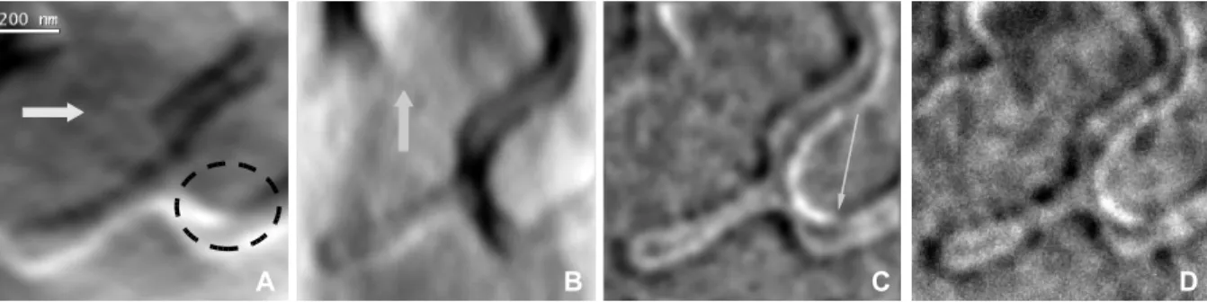 Figure 3: Detail from the results shown in Fig. 2 (decreasing field, 4,4kOe). The A and B images are the components of the induction, as indicated by the white arrows (black is minus and white is plus).