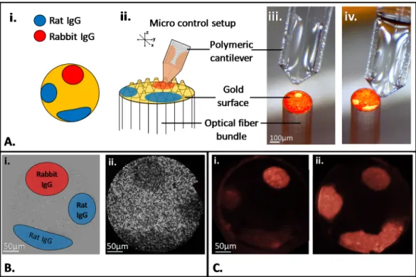 Figure 2. (A) multifunctionalization of the microstructured gold coated surface according to i