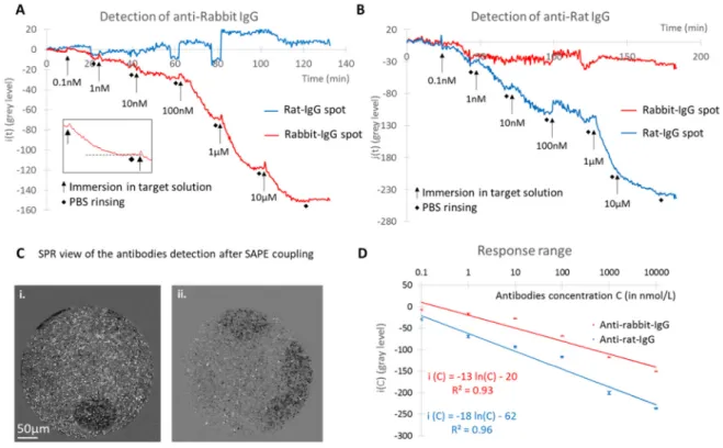 Figure 3. SPR signal (i(t), in gray level) monitoring on the different spots of the bundle for  the detection of (A) anti-rabbit IgG and (B) anti-rat IgG; (C) Surface Plasmon Resonance  (SPR) images of the light retro-reflected on the fibers after injectio