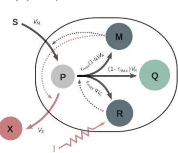 Fig. 1: Coarse-grained self-replicator model. The external substrate S is consumed by bacteria and transformed into precursor metabolites P through the action of the metabolic machinery M