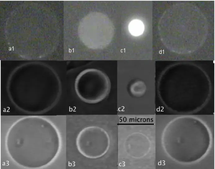 Figure 4. Heating above the PolyNipam demixion temperature and cooling stages of gel-filled vesicles: fluorescence observation of a gel-filled vesicle (MBA: 9 mM) incubated with rhodamine: (a1) initial state T=20°C, (b1) heating T= 40°C, (c1) final state a