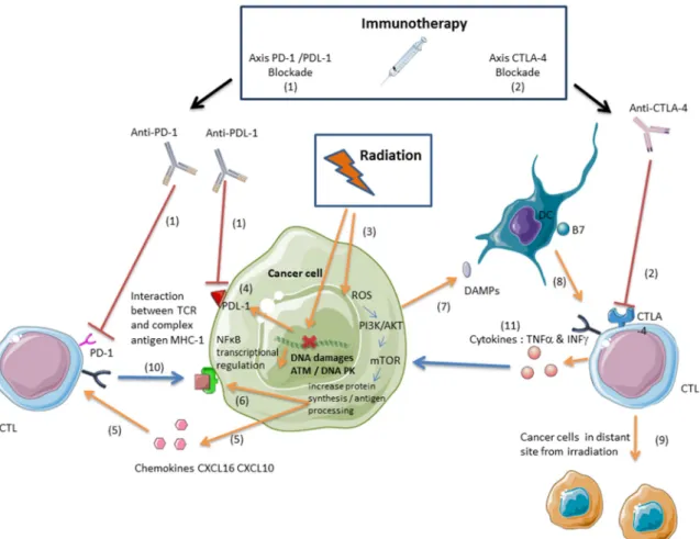 Figure 2. Ionizing radiations and immune checkpoint inhibitors synergize to enhance an antitumor  immune response mediated by specific activated CD8+ T lymphocytes against tumor antigens (CTLs)