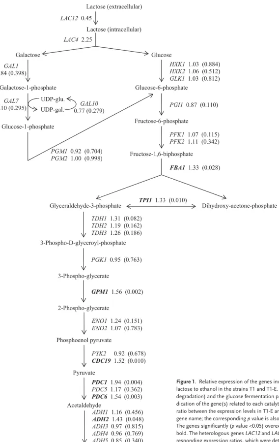 Figure 1. Relative expression of the genes involved in the fermentation of lactose to ethanol in the strains T1 and T1-E