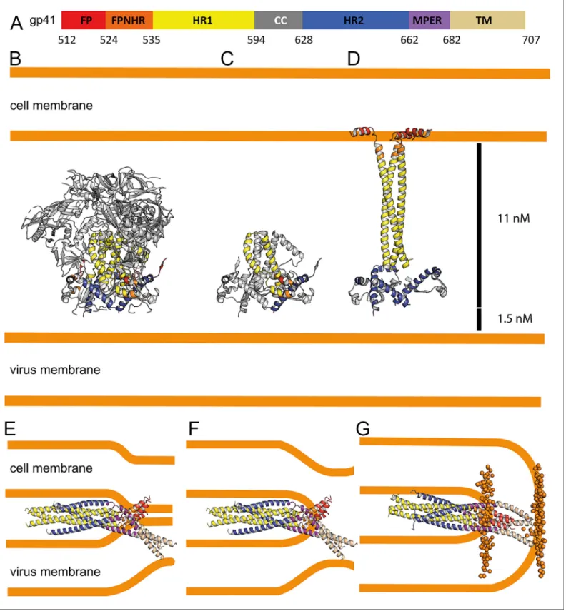 Figure 5. Conformational transitions of gp41 that lead to membrane apposition and membrane fusion