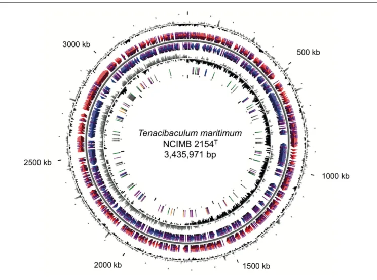 FIGURE 1 | Circular representation of the Tenacibaculum maritimum NCIMB 2154 T genome