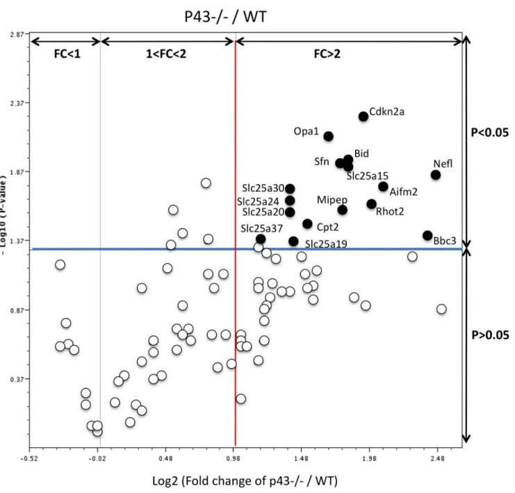 Figure 8. Mitochondrial gene expression is altered in p432/2 testis at P3. The volcano plot is an arbitrary representation (proposed by the web-based RT 2 prolifer PCR Array Data Analysis program) of the fold change (FC) for each of the 84 genes in the arr