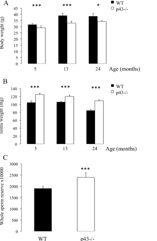 Figure 1. A significant increase in testis weight and whole testicular sperm reserve was observed in p432/2 mice