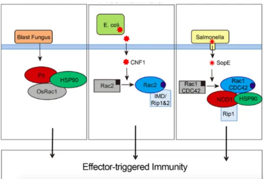 Figure  3  La  détection  de  l’agent  pathogène  en  réponse  aux  effecteurs  microbiens  (52).  L’activation  des  RhoGTPases  Rac1  par  les  effecteurs microbiens est conservée chez les plantes (OsRac1) et les mammifères (Rac1, Rac2 et Cdc42). L’activ