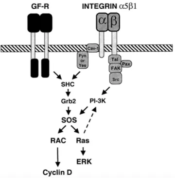 Figure  4  La  régulation  de  la  traduction  de  la  Cycline  D1  par  Rac1  d'après  (63).  La  liaison  des  intégrines  51  à  leur  substrat  la  Fibronectine, entraîne l’activation de Rac1 par SOS (une protéine de la famille des GEFs). Rac1 en ret