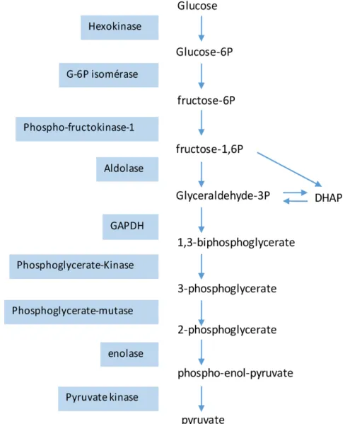 Figure 7 Schéma représentant les différentes étapes de la glycolyse qui  permet la transformation du glucose en pyruvate. 