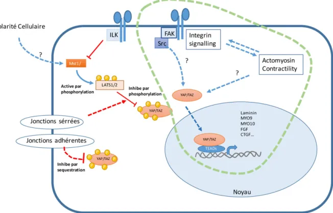 Figure  15  La  régulation  de  la  transcription  YAP/TAZ  dépendante.  La  voie  Hippo,  consiste  à  l’activation  de  Mst1/2  qui  active  par  phosphorylation LATS1/2. LATS1/2 inhibe par phosphorylation la translocation de YAP/TAZ dans le noyau et la 