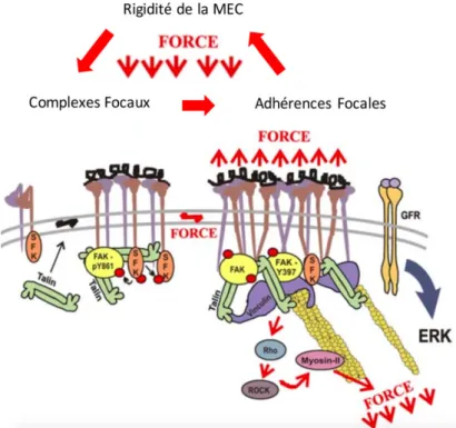 Figure  16  La  réciprocité  des  échanges  de  forces  entre  les  structures  d'adhérence  cellulaire  et  la  MEC,  figure  adaptée  de  (203). 