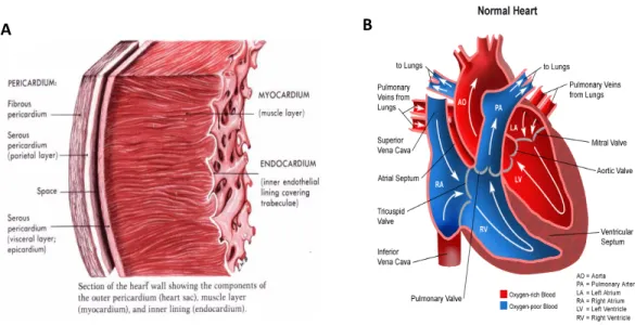 Figure 1.  Anatomy of the heart. A, Cross section of the heart wall showing the various layers of the heart