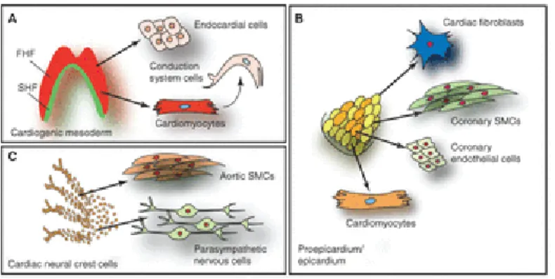 Figure  3.  Embryonic  heart  progenitor  contributions  to  different  cardiac  compartments  and  cell  types  during  heart  morphogenesis in mouse development
