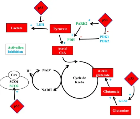 Figure  14.  Inhibition de la  néoglucogenèse par p53.  P53  induit l’expression de SIRT6  (sirtuin 6), qui inhibe  la  translocation du facteur de  transcription Fox01 vers le noyau