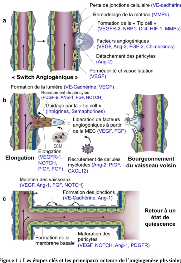 Figure 1 : Les étapes clés et les principaux acteurs de l’angiogenèse physiologique 