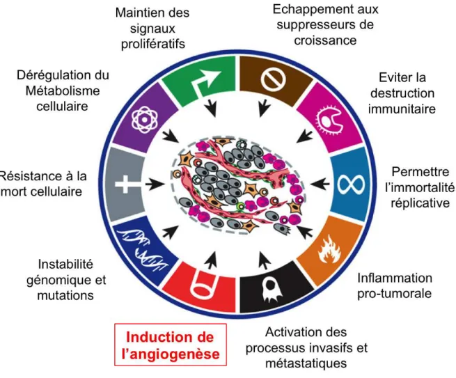 Figure 2 : L’angiogenèse, une des caractéristiques principales des cancers 