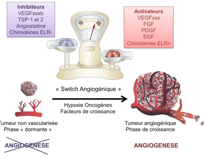 Figure 4 : La balance angiogénique, d’un état d’équilibre à la croissance tumorale 