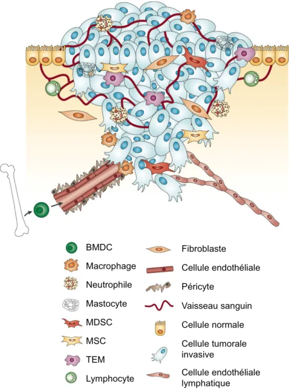 Figure 5 : Le microenvironnement tumoral primaire 