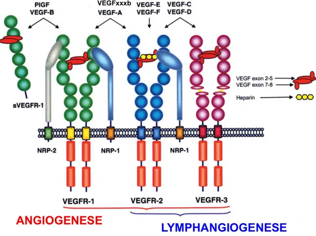 Figure 6 : Représentation schématique de la famille du VEGF et de ses récepteurs 