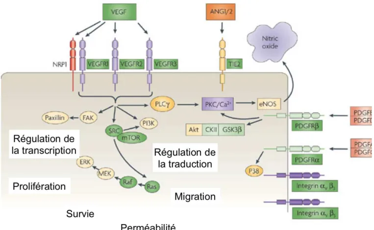 Figure 7 : Les récepteurs et les voies de signalisations impliqués dans l’angiogenèse  Ce schéma illustre les principaux récepteurs et les voies de signalisations majeures impliquées  dans  la  régulation  de  l’angiogenèse  tumorale