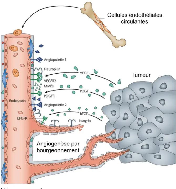 Figure 8 : Les principaux acteurs de l’angiogenèse tumorale 