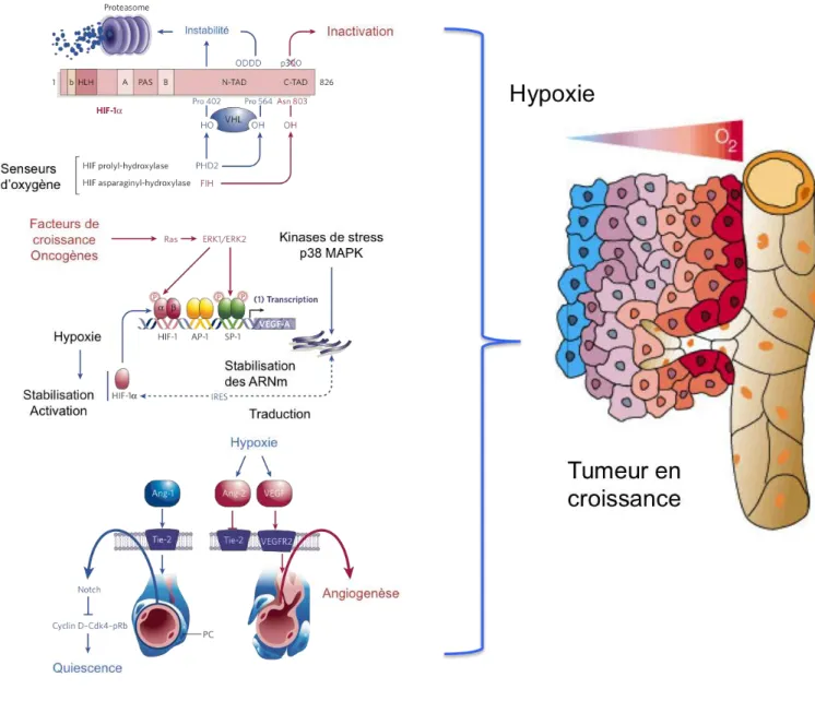 Figure 9 : La régulation de l’angiogenèse tumorale par l’hypoxie 