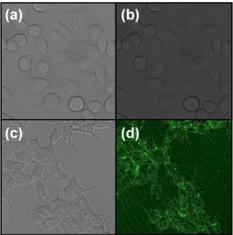 Fig. 5 demonstrates successful cell penetration of the MCa-modified quantum dots, whereas no penetration was observed  with Pen being the only surface ligand