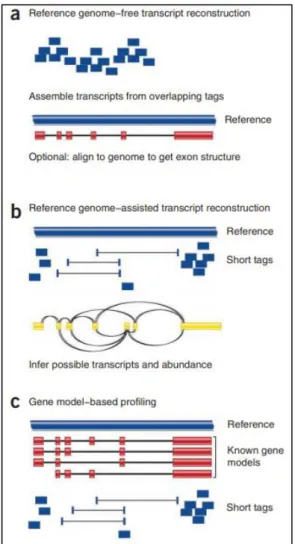 Figure 11. Three RNA mapping strategies: a: De novo assembly; b: Align to reference genome; c: 