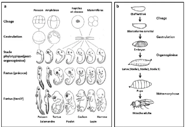 Fig.  1 :  Représentation  schématique  des  différents  stades  du  développement  chez  les  vertébrés (a) et les invertébrés (b) 