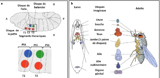 Fig.  9 :  Représentation  schématique  des  disques  imaginaux  à  différents  stades  du  développement de la drosophile 