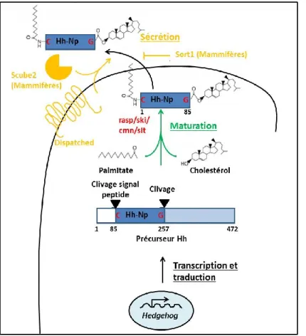 Fig.  14 :  La  maturation  et  la  sécrétion d’Hh chez la drosophile  et les mammifères 