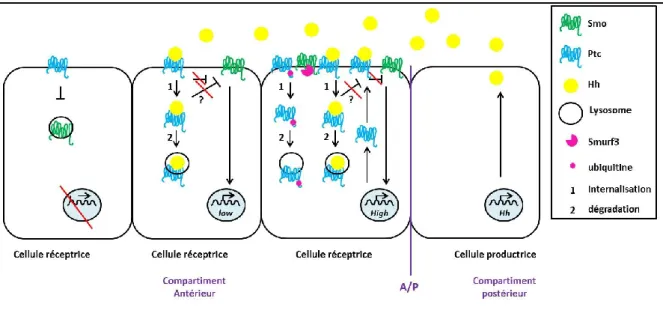 Fig. 17 : La régulation de Ptc sur Hh 