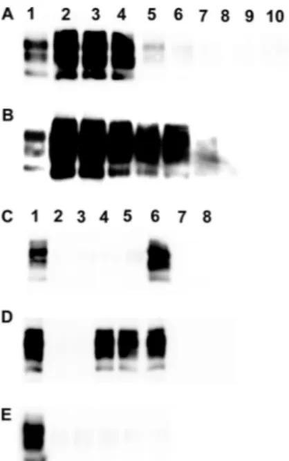 FIG 2 PrP res Western blot of PG127 infected sheep brain and white blood cells amplified by PMCA