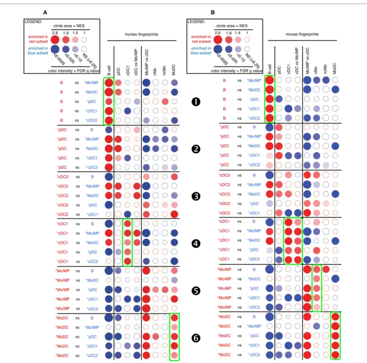 FigUre 3 | gsea-based assessment of the identity of sheep cell  subset candidates by comparison with well-defined human and mouse  mononuclear phagocytes
