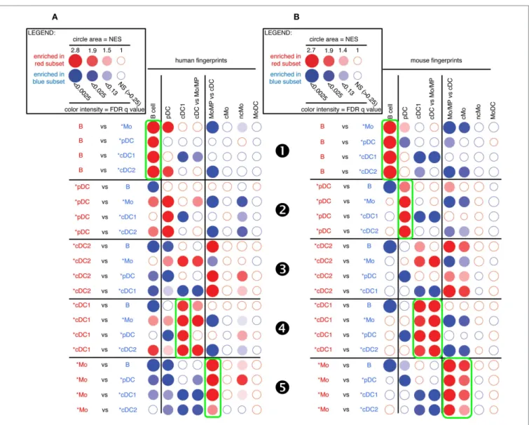FigUre 4 | gsea-based assessment of the identity of pig cell subset  candidates by comparison with well-defined human and mouse  mononuclear phagocytes