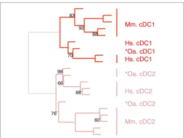 FigUre 6 | confirming homology assignment of sheep cDc1 and  cDc2 candidates by unsupervised cross-species hierarchical  clustering focused on cDc subsets