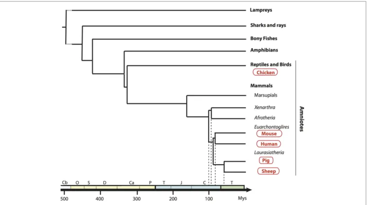 FigUre 1 | Phylogenetic tree of a broad selection of  