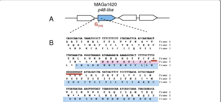 Figure 6 Analysis of the p48-like sequence of M. agalactiae 5632 suggests a mechanism for phase variation